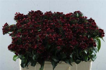 <h4>Di Barb B Diep Rood</h4>