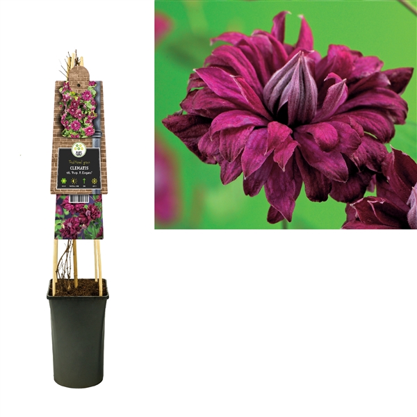 <h4>Clematis vit. 'Purp. P. Elegans' +3.0 label</h4>