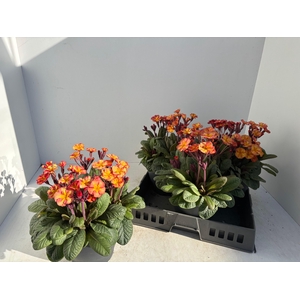 PRIM EL GOL NUG APRI