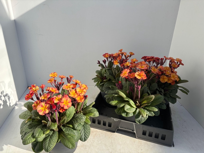 <h4>PRIM EL GOL NUG APRI</h4>