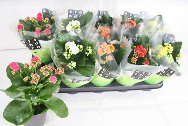 <h4>KAL GE GEM 5 KL</h4>