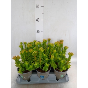Crassula coccinea