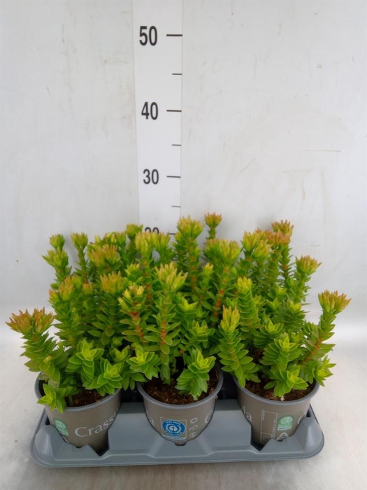 <h4>Crassula coccinea</h4>
