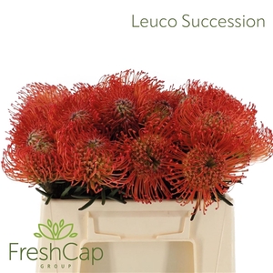 Leuco Co Succession