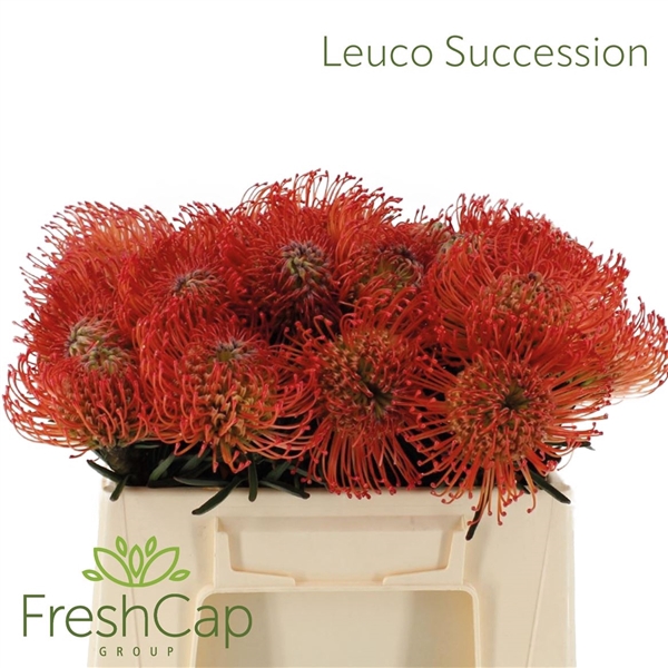 <h4>Leuco Co Succession</h4>