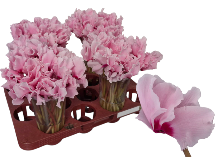 <h4>CYCL PER BLOEM OV</h4>