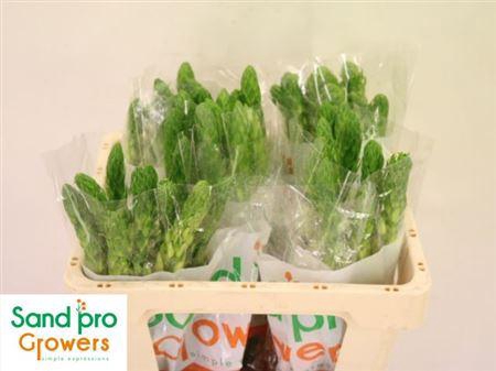 Ornithogalum Thy Milky Way White