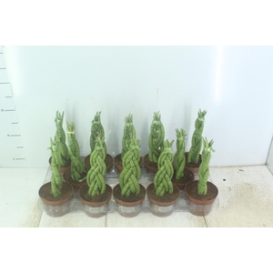 SANSEVIERIA TRANCADO 6 DEDOS P10