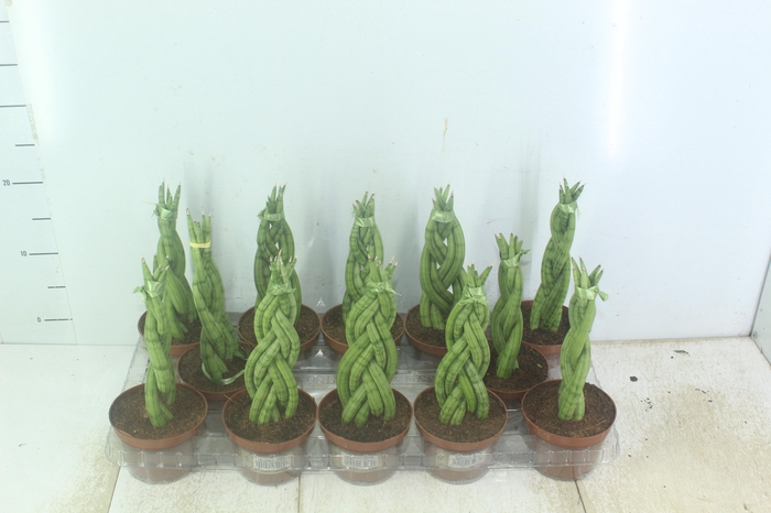 <h4>SANSEVIERIA TRANCADO 6 DEDOS P10</h4>