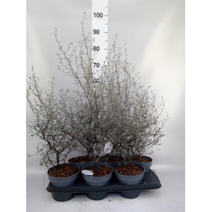 Corokia cotoneaster