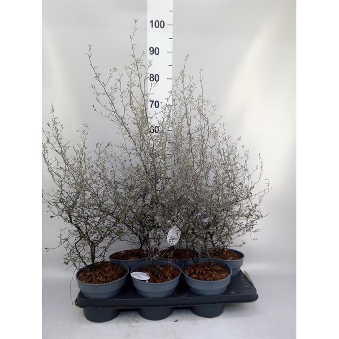 <h4>Corokia cotoneaster</h4>