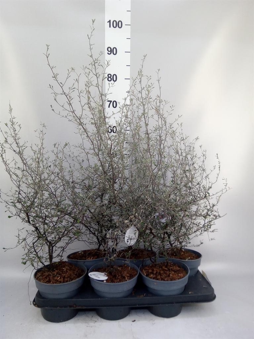 Corokia cotoneaster