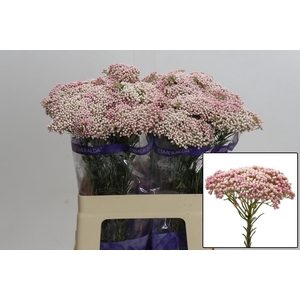 OZOTH COOKS TALL PIN