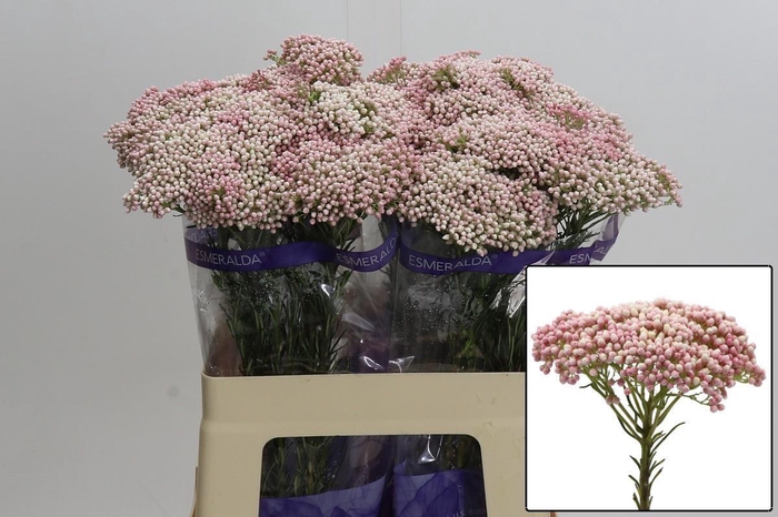 <h4>OZOTH COOKS TALL PIN</h4>