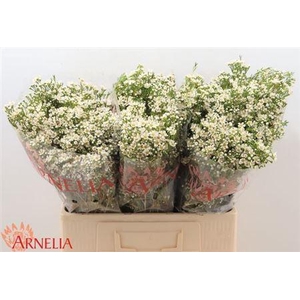 Chame Un Pearl Butto