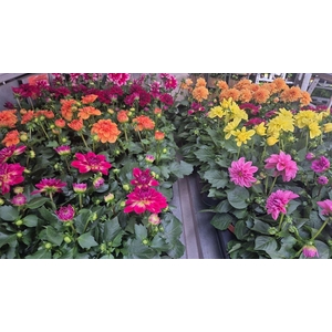 Dahlia mixkar 5 kleuren