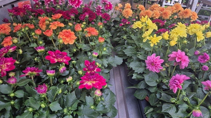 <h4>Dahlia mixkar 5 kleuren</h4>