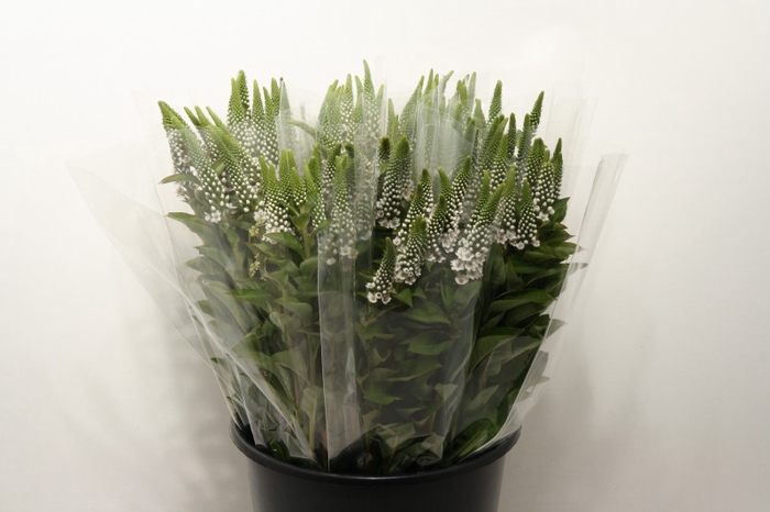 <h4>Mono Lysemachia Wit x10</h4>