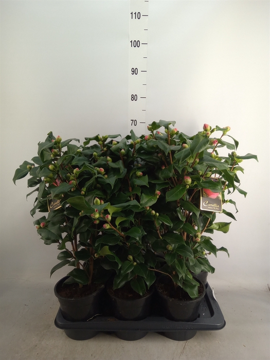 <h4>Camellia japonica 'Dr King'</h4>