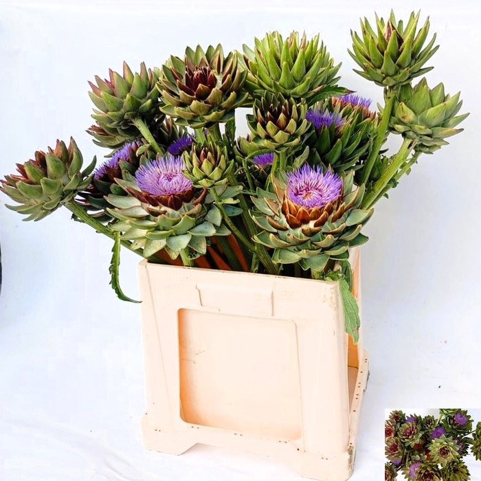 <h4>CYNARA SC GREEN GLOB</h4>