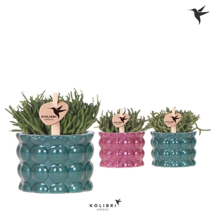 Kolibri Greens Rhipsalis mix in Cotton pot green mix