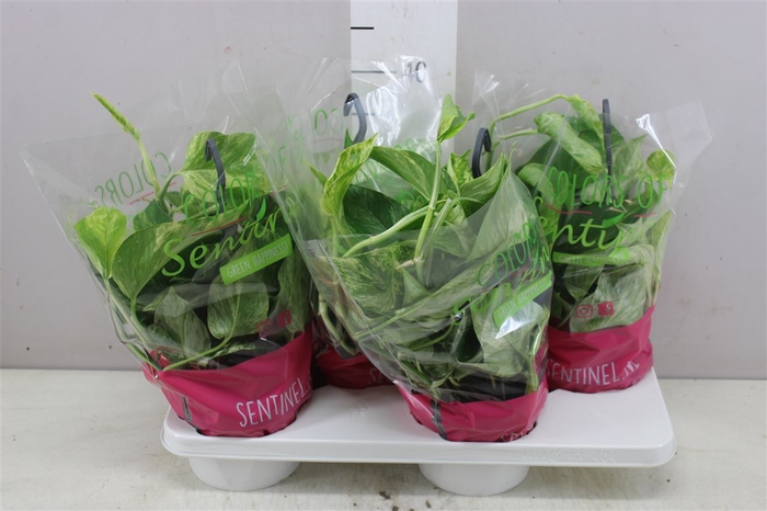 <h4>Epipremnum Marble Queen Hang</h4>