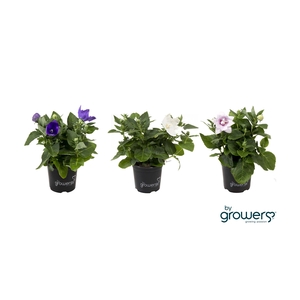 PLATYCODON GRANDIFLORUS p11