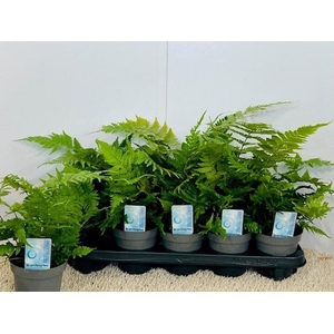 DRYOPTERIS ERYTHROSO
