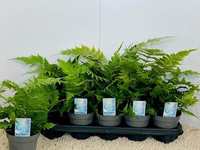 <h4>DRYOPTERIS ERYTHROSO</h4>