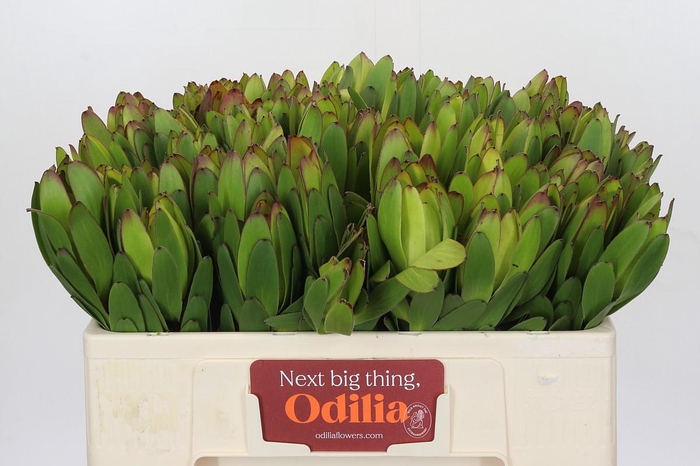 <h4>Leucadendron Goldstrike</h4>