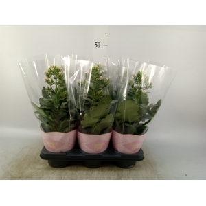Kalanchoe blos. 'Feminine Pink'
