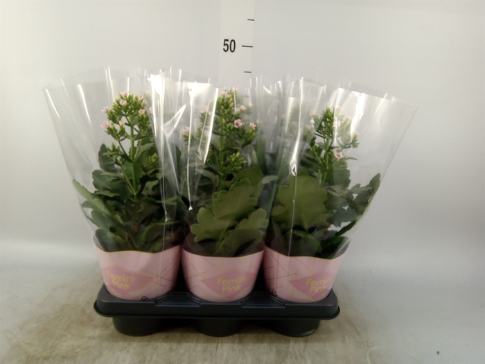 <h4>Kalanchoe blos. 'Feminine Pink'</h4>