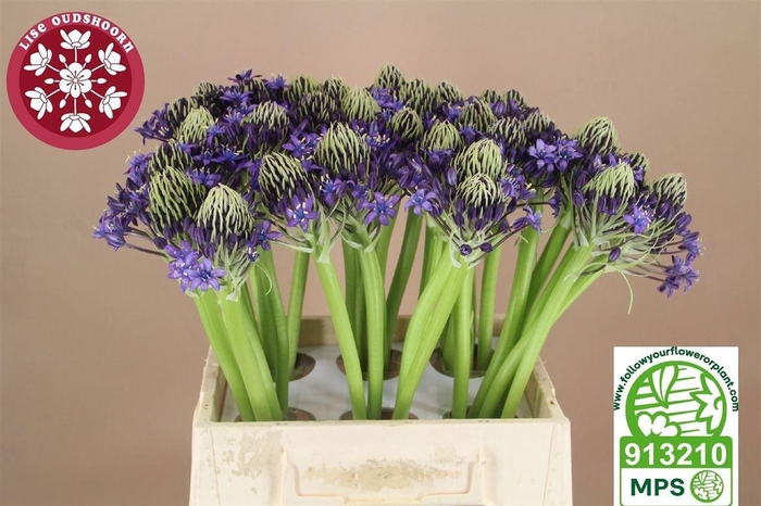 <h4>SCIL PERUVIANA</h4>