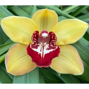 CYMB T ORANGE FAVORI x8