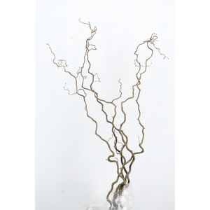 CORYL AV CONTORTA 2 JARIG 160CM