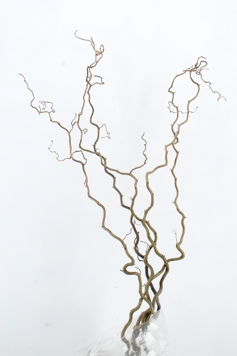 <h4>CORYL AV CONTORTA 2 JARIG 160CM</h4>