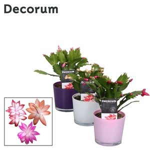 Schlumbergera - 9 cm - Glaspot Nashville mix - Decorum