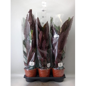 Calathea rufibarba