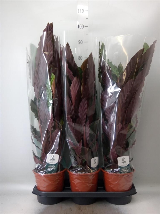 <h4>Calathea rufibarba</h4>