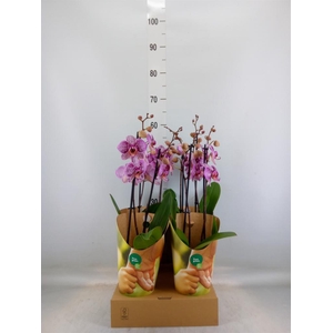 Phalaenopsis   ...lilac