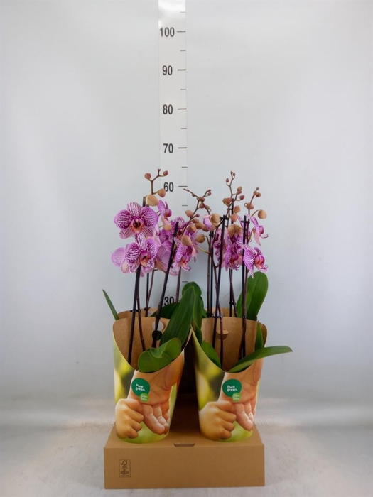 <h4>Phalaenopsis   ...lilac</h4>