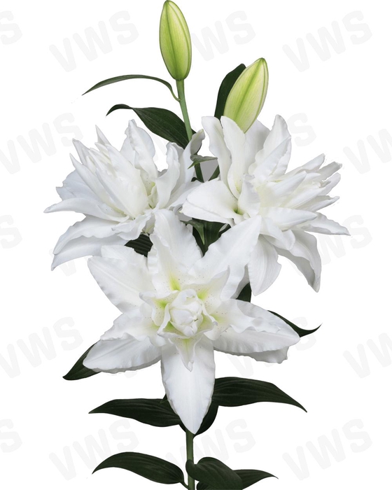 <h4>LI OR DU CANOVA 2+</h4>