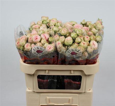 <h4>R Tr Sweet Giselle!</h4>