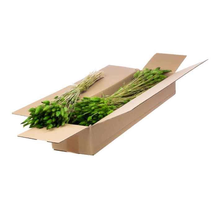 <h4>Lagurus Ovatus Sb Green</h4>