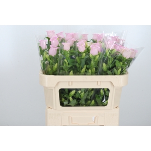 Camp M Cam Pear Pink