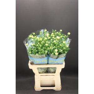 Ran Butterfly Keramos 60cm