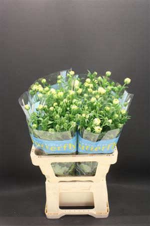 <h4>Ran Butterfly Keramos 60cm</h4>