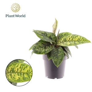 Homalomena Camouflage