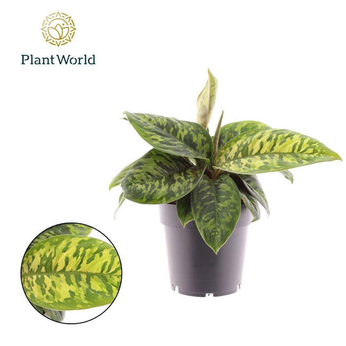 <h4>Homalomena Camouflage</h4>