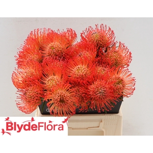 Leucospermum cordifolium 'Succession'